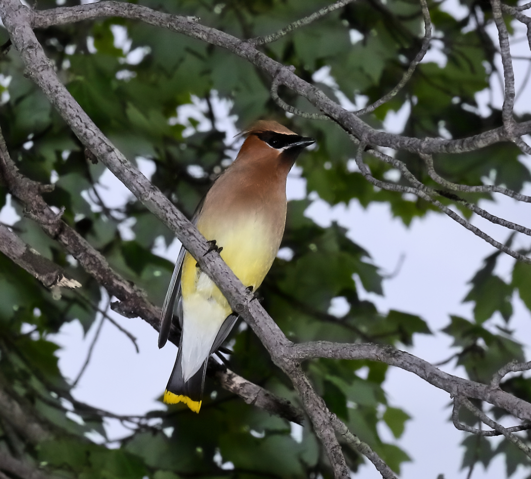 2011 06 13 IMG 33076ee